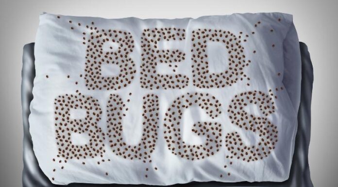 Ágyi poloska irtás ára ágyi poloska irtás ára