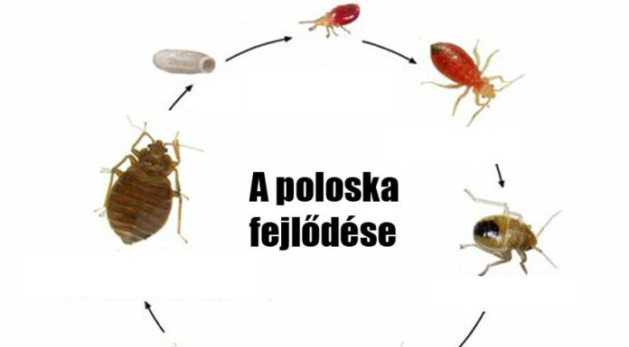 Ágyi poloska felismerése Ágyi poloska felismerése
