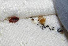 Ágyi poloska csípése ágyi poloska csípése