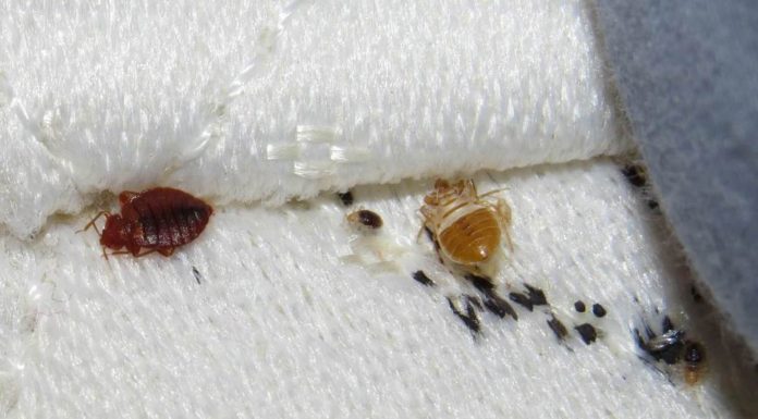 Ágyi poloska csípése ágyi poloska csípése