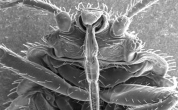 Ágyi poloska ( Cimex lectularius ) agyi poloska