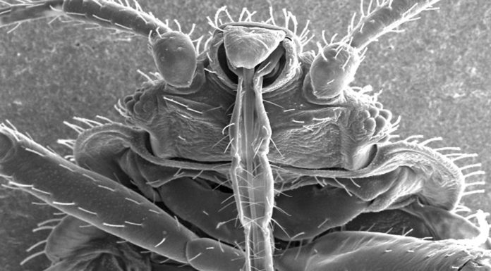 Ágyi poloska ( Cimex lectularius ) agyi poloska