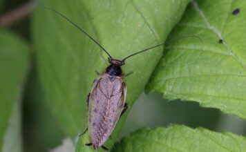 Csótányirtás csótányirtás