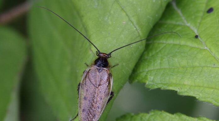 Csótányirtás csótányirtás