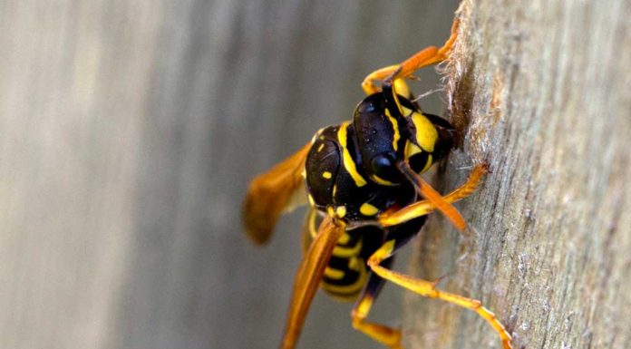 Darázsirtás darázsirtás