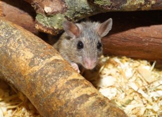 Egérirtás egérirtás