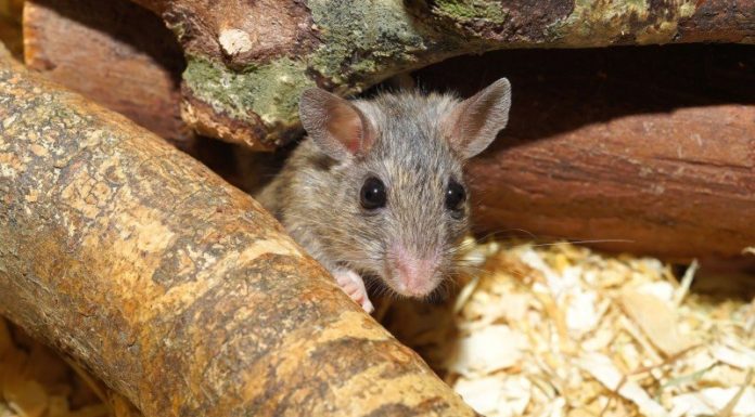 Egérirtás egérirtás