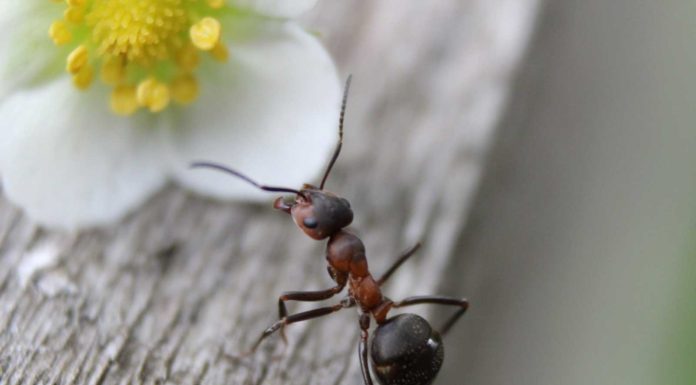 Hangyairtás hangyairtás