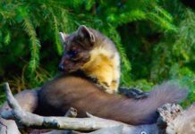 Nyest a padláson nyest kiűzése