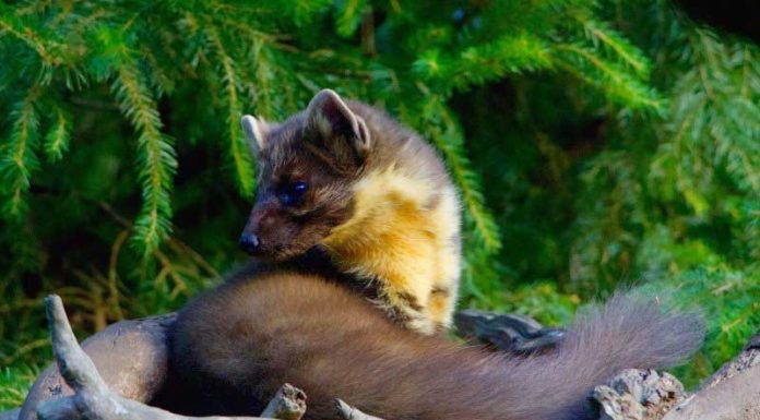 Nyest a padláson nyest kiűzése