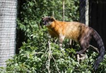 Nyest (Martes foina) nyest