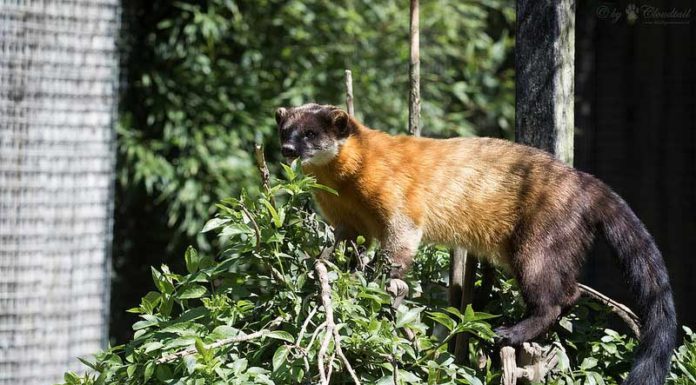 Nyest (Martes foina) nyest