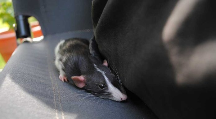 Patkányirtás patkányirtás