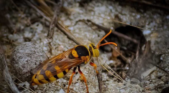 Darázsirtás ára darázsirtás ára