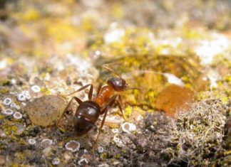 Házi hangya (Lasius emarginatus) házi hangya