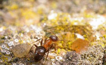 Házi hangya (Lasius emarginatus) házi hangya