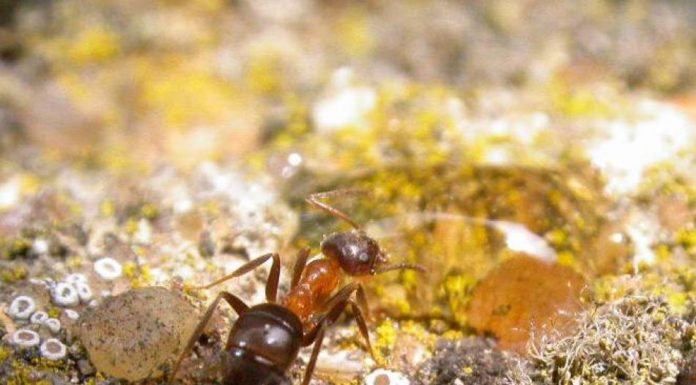 Házi hangya (Lasius emarginatus) házi hangya