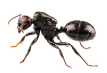 Kis fekete hangya (Lasius niger) kis fekete hangya