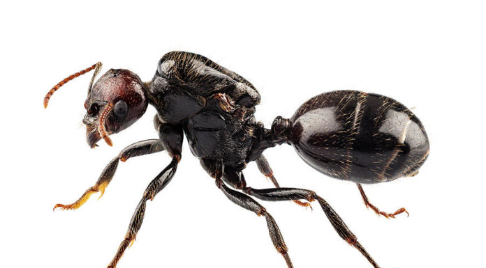 Kis fekete hangya (Lasius niger) kis fekete hangya