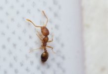 Fáraóhangya (Monomorium pharaonis) Fáraóhangya