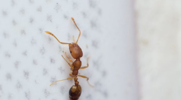 Fáraóhangya (Monomorium pharaonis) Fáraóhangya
