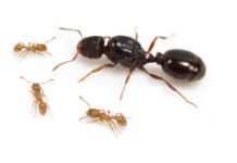 Gyepi hangya (Tetramorium caespitum) gyepi hangya