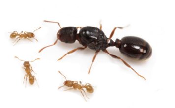 Gyepi hangya (Tetramorium caespitum) gyepi hangya