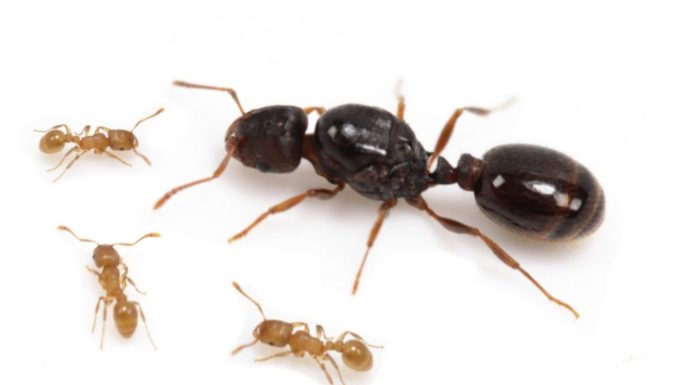 Gyepi hangya (Tetramorium caespitum) gyepi hangya