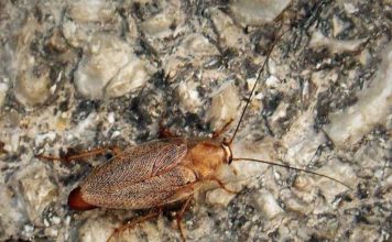 Német csótány (Blattella germanica) német csótány