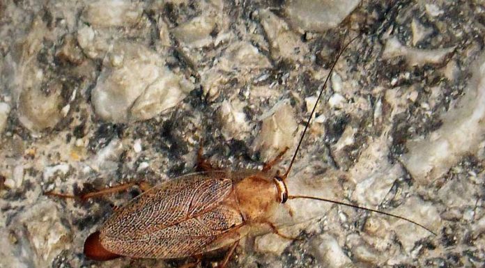 Német csótány (Blattella germanica) német csótány