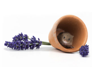 Házi egér (Mus musculus) házi egér