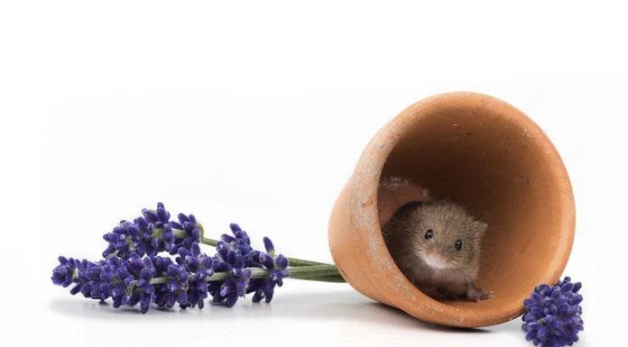 Házi egér (Mus musculus) házi egér