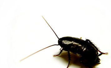 Konyhai csótány (Blatta orientalis) konyhai csótány