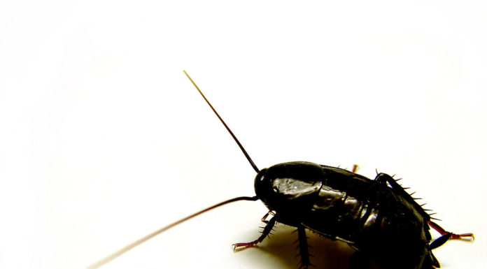 Konyhai csótány (Blatta orientalis) konyhai csótány