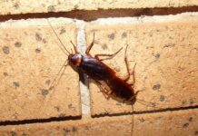 Amerikai csótány (Periplaneta americana) amerikai csótány