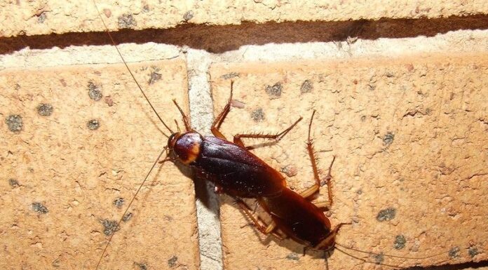 Amerikai csótány (Periplaneta americana) amerikai csótány