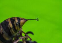 Darázscsípés darázscsípés