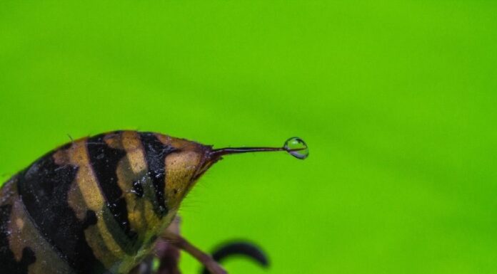 Darázscsípés darázscsípés