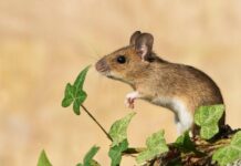 Erdei egér ( Apodemus sylvaticus ) erdei egér