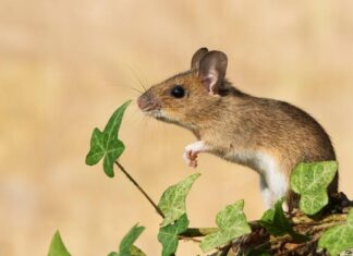Erdei egér ( Apodemus sylvaticus ) erdei egér