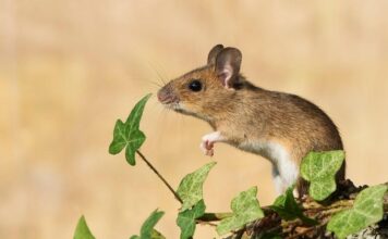 Erdei egér ( Apodemus sylvaticus ) erdei egér