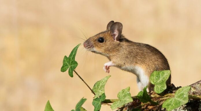 Erdei egér ( Apodemus sylvaticus ) erdei egér