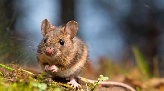 Güzüegér (Mus spicilegus) güzüegér