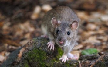 A házi patkány (Rattus rattus) házi patkány