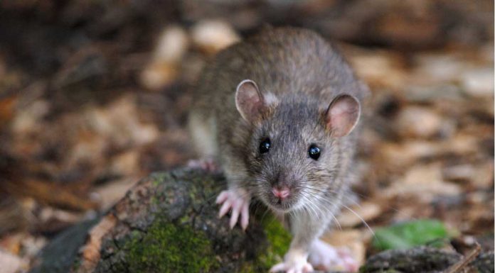 A házi patkány (Rattus rattus) házi patkány