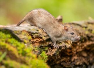 Vándorpatkány (Rattus norvegicus) vándorpatkány