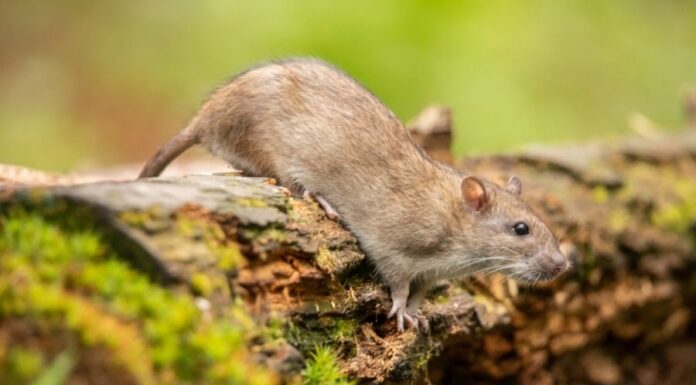 Vándorpatkány (Rattus norvegicus) vándorpatkány