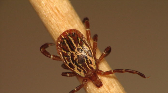 Kullancsok által terjesztett betegségek kullancs betegsegek