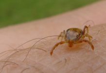 Kullancsok kullancsok