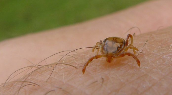 Kullancsok kullancsok